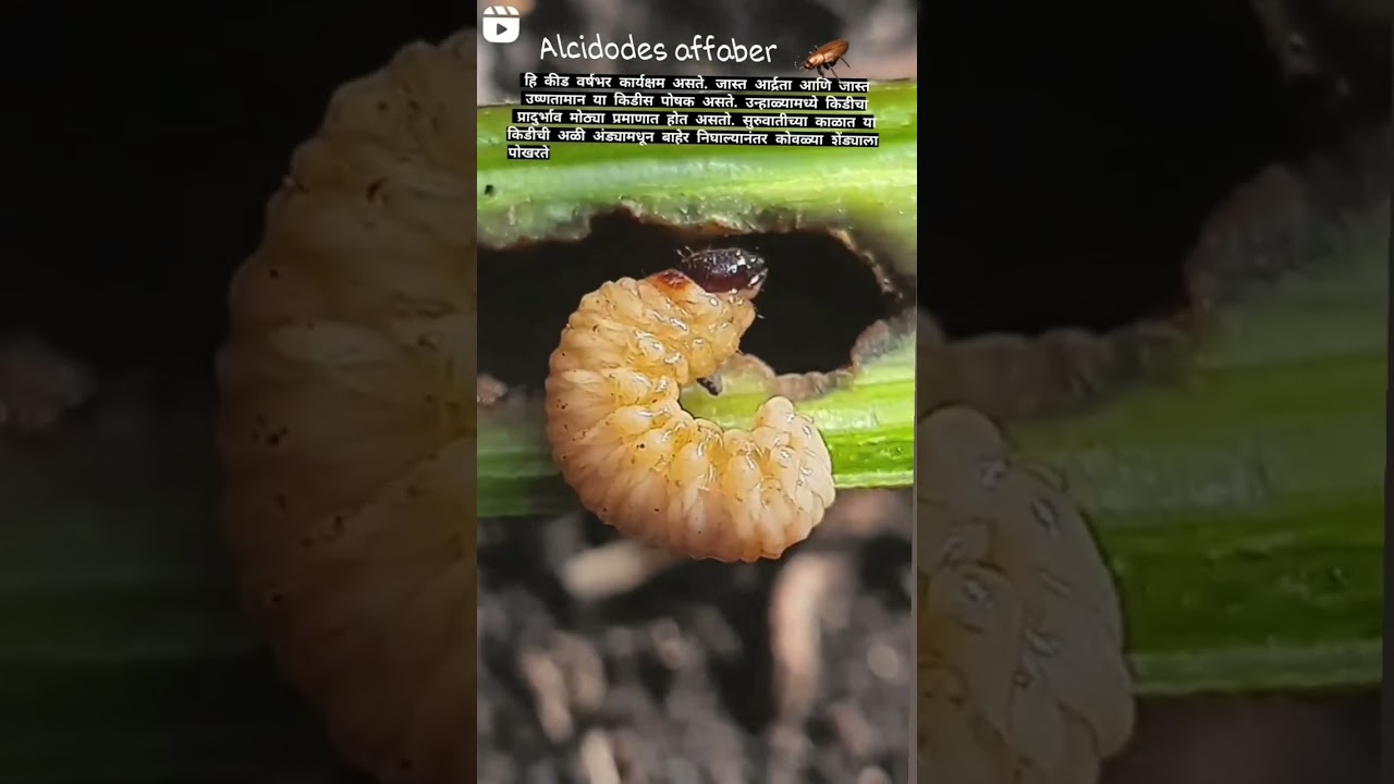 alcidodes affaber larvae in stem of okra plant 