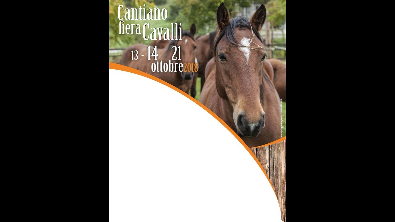 233 Cantiano fiera cavalli 21 ottobre 2018 2° appuntamento
