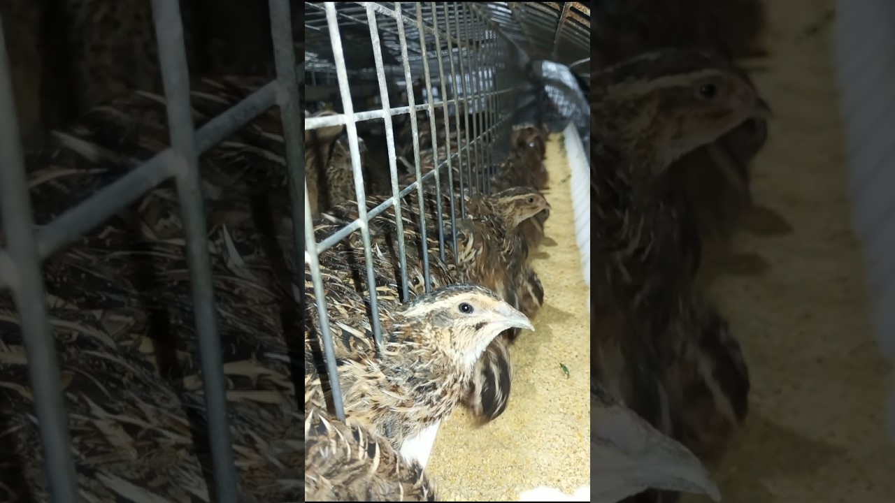 ഒരു ദിവസത്തെ കാടകോഴി പരിപാലനം one day of 