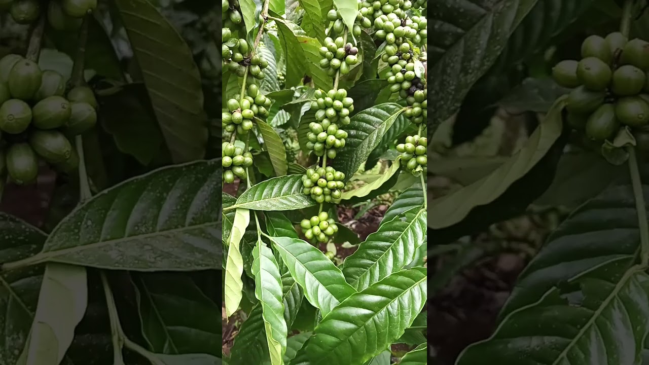 Minta solusi para senior