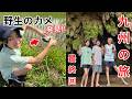 【九州の旅 vol.3】野生の亀にびっくり！大分の六郷満山と、福岡の千仏鍾乳洞を旅する、かえであーたんファミリー