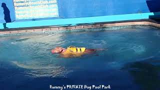 Sweet pit bull swims! by The Best of Rummy's Beach Club 2 views 5 days ago 55 seconds