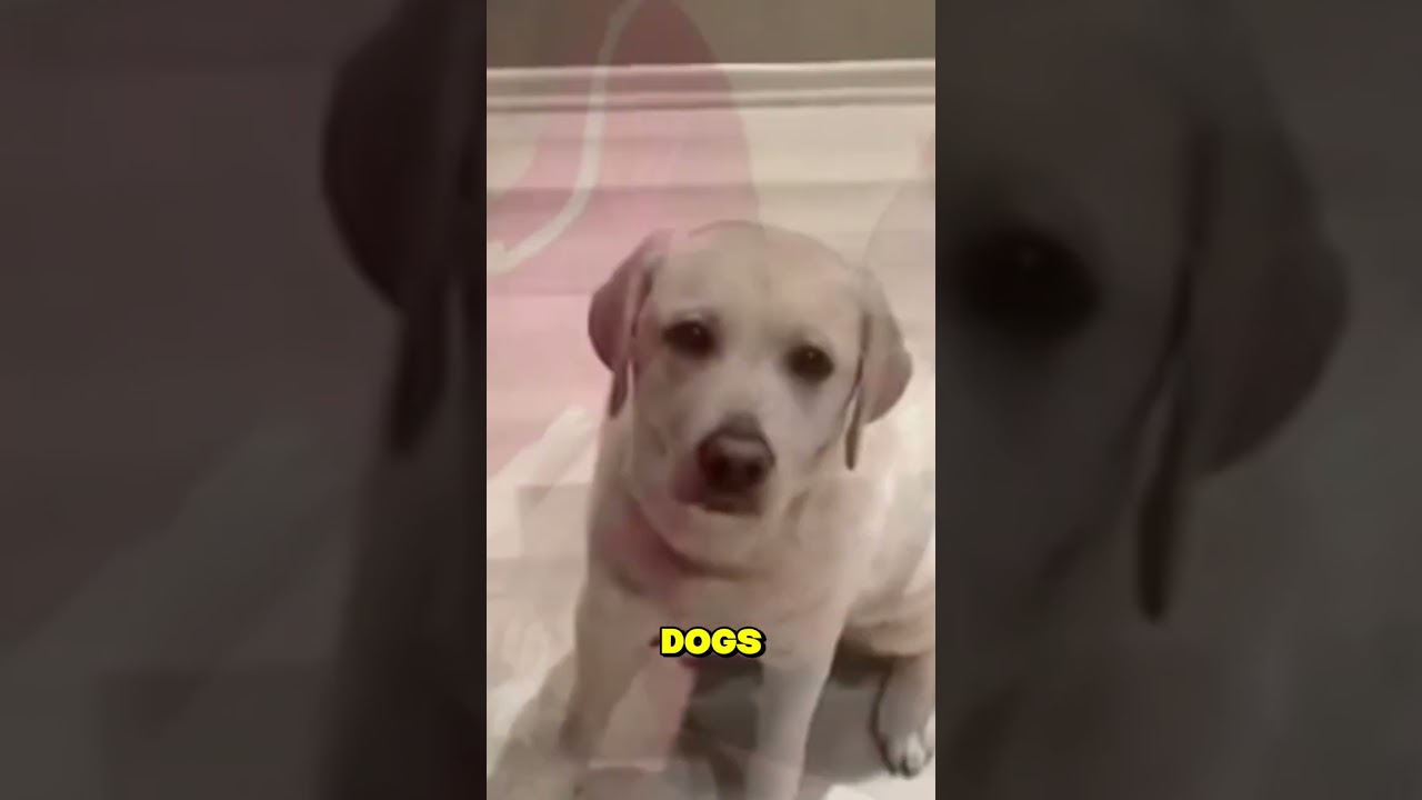 How to Train Dogs For Different Purposes