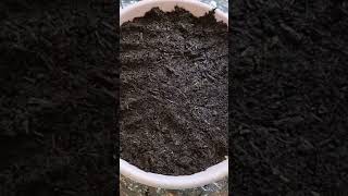 #how to germinate tomato seeds #tomato plant growing #grow tomato from store bought tomato seeds