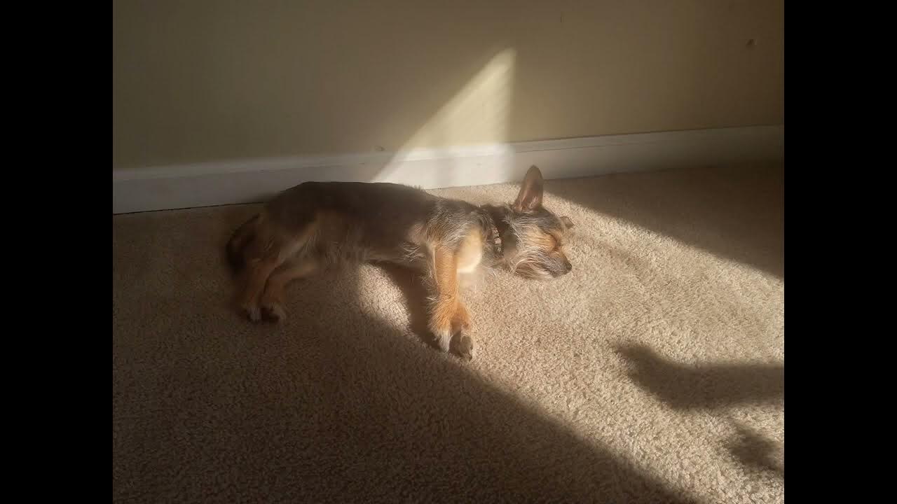 my dog died YouTube