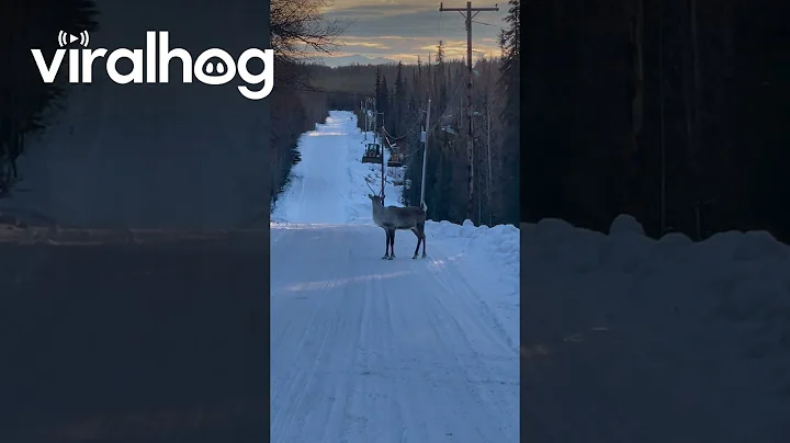 Caribou's Morning Prance || ViralHog