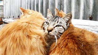 サンドイッチ猫！？三毛猫と茶トラ猫に挟まれて温かそうに過ごすキジトラ猫