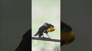 Spring Melodies: Discover The Yellow-headed Blackbirds Song