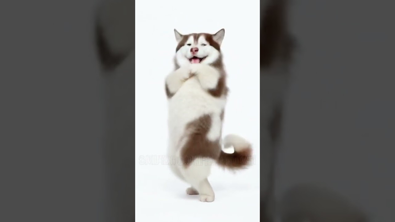 husky dance 