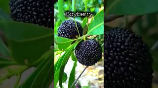 Bayberry #bayberry #fruit #berry #buahbuahan #buahtropis