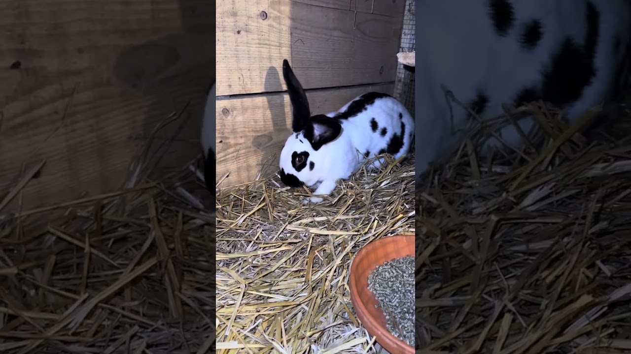 Rabbit 🐰 Kunići (velike vrućine +35temperature )24.06.2023