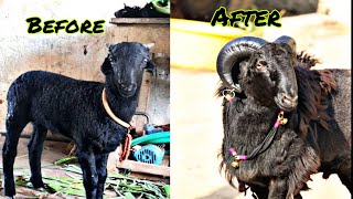 Karnatak Sheep Transformation  (2020-2021)😀 Buta saundatti-yellamma Gidda