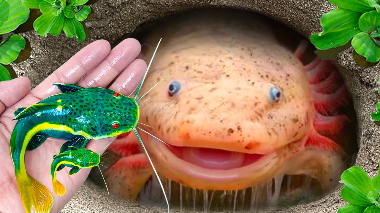 Amazing Catch Ornamental Catfish In Giant Colorful Eggs, Koi, Albino ...