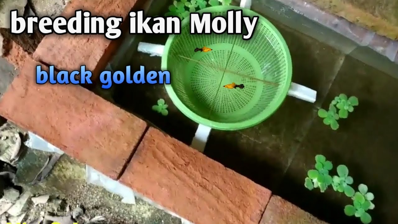 Breeding ikan molly black golden sederhana