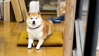 せっかく来た飼い主が逆再生のごとく帰っていった時の柴犬