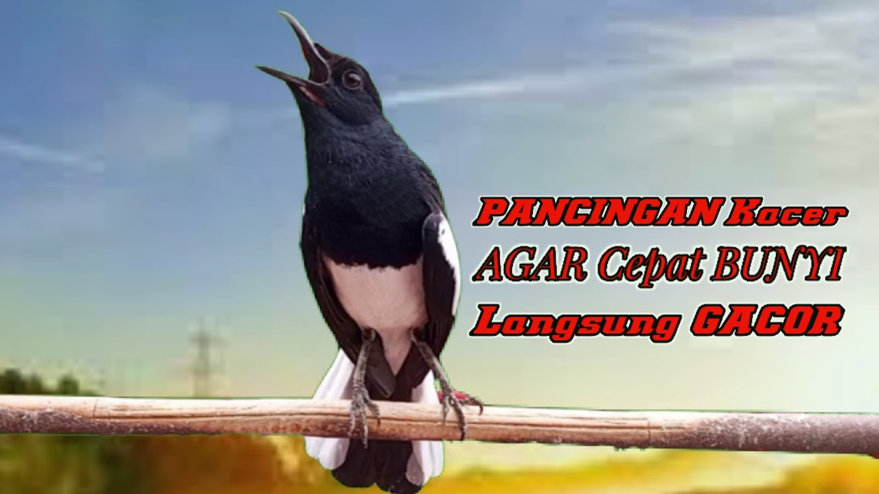 TERAPI MALAM KACER NGEPLONG BIKIN KACER BAHAN LANGSUNG NYAUT IKUT BUNYI GACOR!