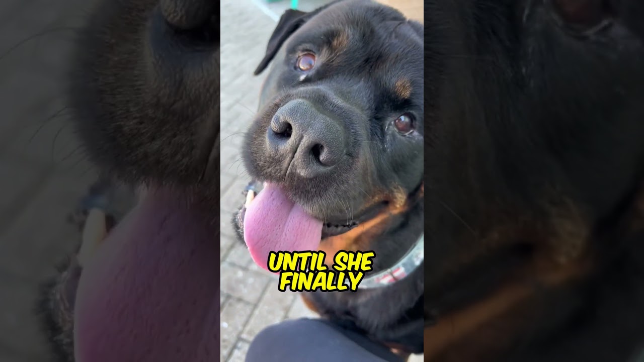 This dog might just be the ultimate swimming fanatic 😂👏