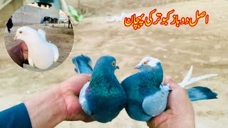 Dobaz Kabootar Ki Pehchan Afzaal Pigeons