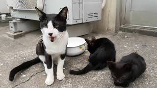 野良猫の家族を覗いていたらドツかれました。