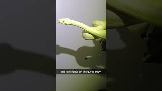 Australian albino Darwin carpet python #snake #reptiles #wildlife #australia