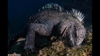 Galapagos Diving Expedition in 4K UHD  Relaxation Video