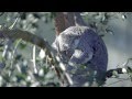 Wild Talk @ WILD LIFE Sydney Zoo: Spider Koala