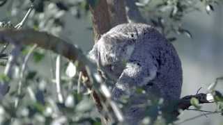 Wild Talk @ WILD LIFE Sydney Zoo: Spider Koala