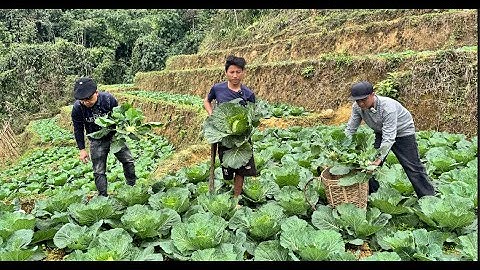 Sính 1 chân vườn bắp cải lớn nhất Lũng Cáng hơn 1000 cây siêu giàu. Nguyễn Tất Thắng
