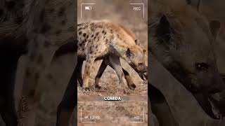 #curiosidadesanimales #animales #animalesalvajes