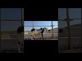 Bakra eid 2025, Dangerous Fateh jangi Bull #bakraeid #qurbani #animals #mandi #season #viralvideo