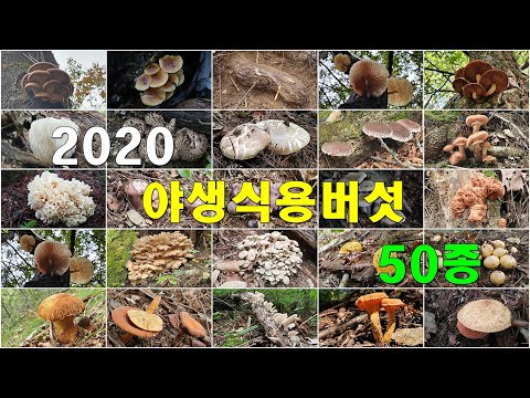 2020년 야생식용버섯 50종 일시장소별 정리,  Wild Edible Mushrooms 50 #야생식용버섯