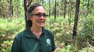 Creating Abundant Wildlife Habitat