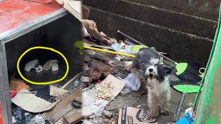 This mama dog had to eat garbage to have milk for her newborn puppies Resimi