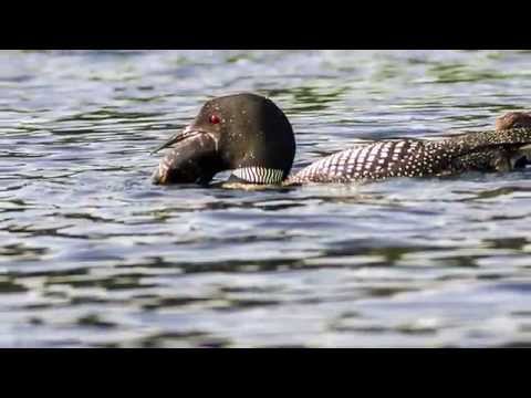 Loon vs fish