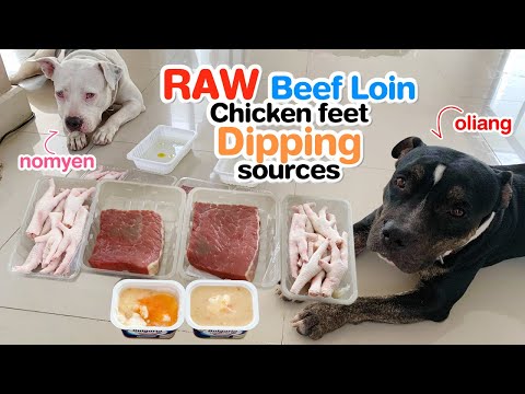 pit-bulls-eat-raw-beef-steak,-chicken-feet-and-ebiko-yogurt-[asmr]-|-barf-|-mukbang