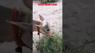 Pyari rangdar bachhiya#shortvideo #motivationalvideo cow status