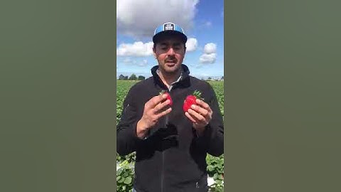Which fruit size is better for analysis?