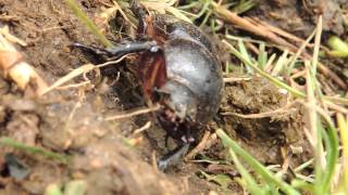 , Cucarron Escarabajo Cndo Entre Césped Y Tierra Raw, Insectos Y Animales