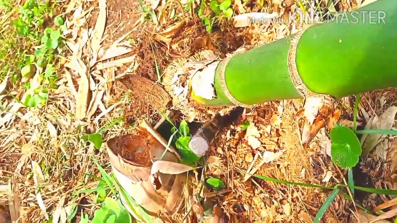 ขยายพันธุ์ไผ่กิมซุง ด้วยเหง้าสด ขุดย้ายลงหลุมปลูกเลย