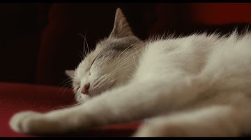 10/10（土）公開『先生と迷い猫』劇場マナー予告篇