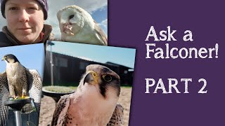 Falconry | Your Questions Answered | Part 2 | Working With Birds Of Prey