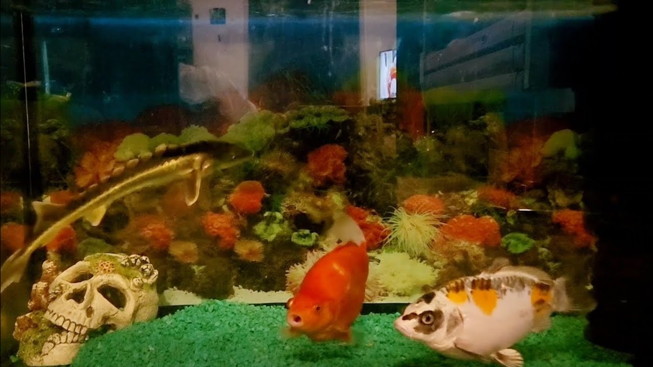 My Big Fish at home. Black Diamond Sturgeon, Goldfish and Koi Aquarium