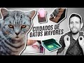 CUIDADOS de GATOS MAYORES: cambios físicos, de comportamiento y entorno que debes conocer y adaptar