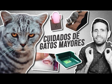 Video: Cuidando A Los Gatos Mayores