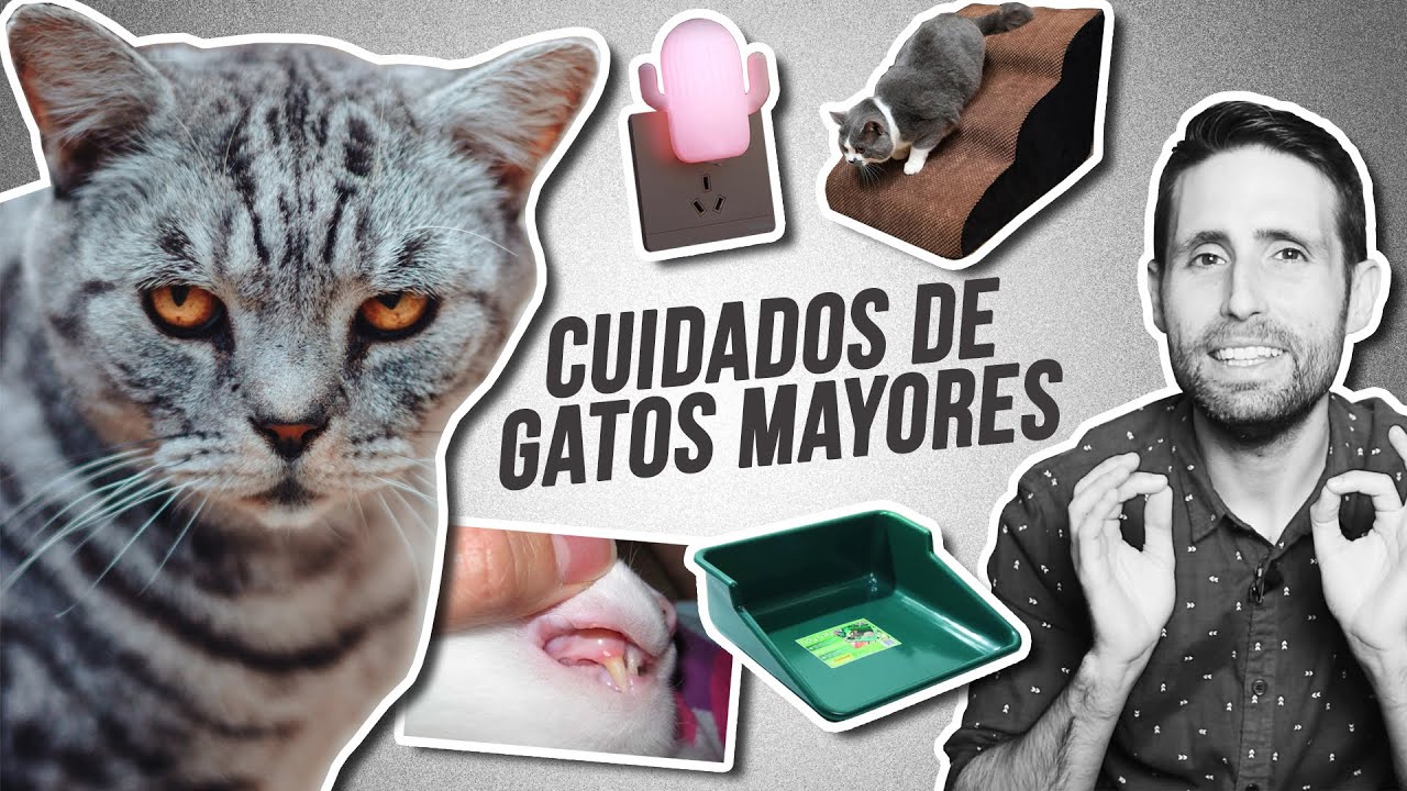 CUIDADOS de GATOS MAYORES: cambios físicos, de comportamiento y entorno que debes conocer y adaptar