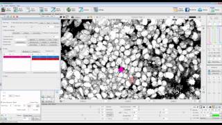Celebrity Automatic Cell Tracking in FluoRender Profile
