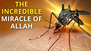 WHY DID ALLAH CREATED MOSQUITO AND WHY DOES HE GAVE IT AS AN EXAMPLE IN THE QURAN?- we were shocked!
