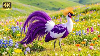 🌿 100 Stunning Birds with Beautiful Songs 🕊️ Calm Nature Sounds for Stress Relief | 4K ASMR screenshot 1