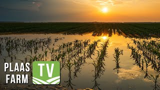 Graan SA vertel meer oor somergraanaanplantings tot op hede