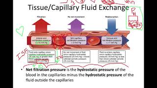 Filtration and Absorption in the Capillaries